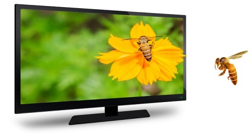 Buy LED TV from the Best Online Sites